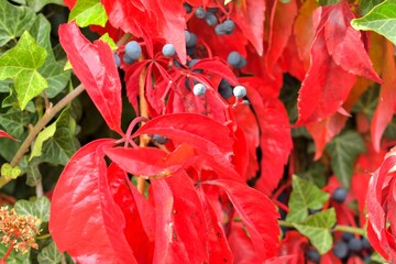 A close up of creeping ivy and Virginia creeper. Ivy climbing on a wall. Red leaves. Macro image, close-up. The idea of autumn colors and the coming winter.