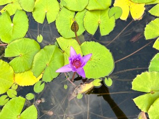 Clear water and violet water lily