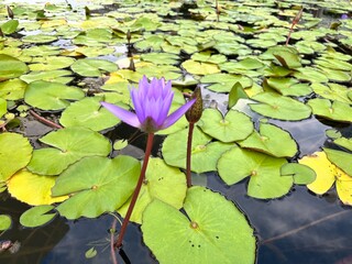 pink water lily