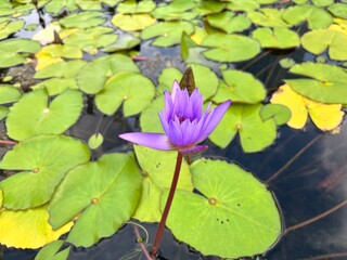 Meditate with water lily and pond