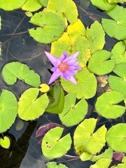 water lilies in the pond
