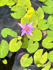 Violet water lilies