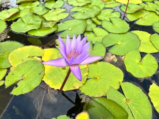 water lily in the pond