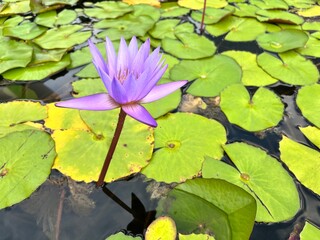 The beauty of waterlily in the pond