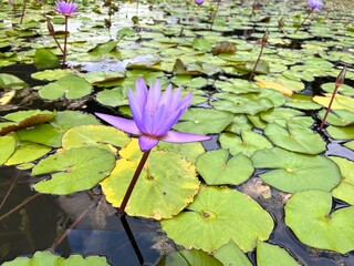 purple water lily