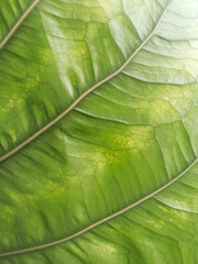 Close up of green leaf texture background. Natural green leaf background.