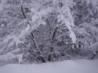 Ośnieżone drzewa w lesie © Adam
