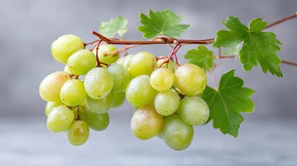 Close Up Macro Photo of a Bunch of Green Grapes with Water Droplets on a Branch with Leaves Against a Textured Gray Background