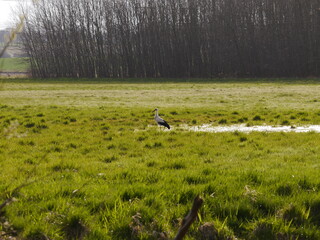 Bocian na mokradłach pod lasem © Adam