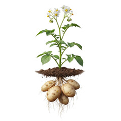 Single Potato Plant: Flowering Stem and Partially Exposed Root Tubers