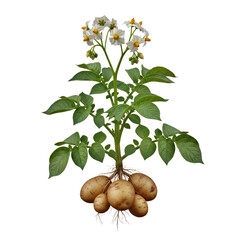 Single Potato Plant: Flowering Stem and Partially Exposed Root Tubers