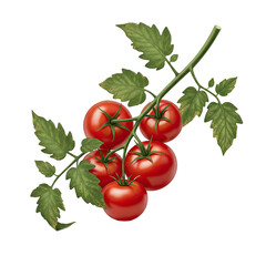 Single Tomato Vine with Attached Ripe Red Fruits and Green Leaves