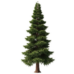 Single Tsuga Canadensis (Hemlock): Tall Narrow Form and Layered Evergreen Crown