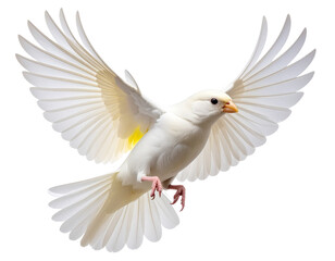 White Canary in Flight, Dynamic Angle, isolated