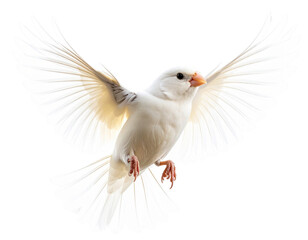  White Canary Singing Mid-Flight, Dynamic Pose, isolated