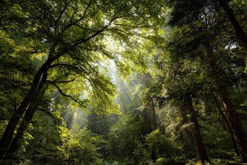 Sunlight Filtering Through Dense Green Forest Canopy Creating Atmospheric Rays of Light