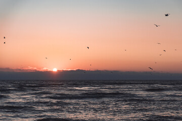 Seagulls flying over the North Sea during colorful sunset