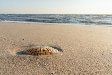Jellyfish washed ashore on North Sea beach