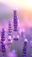 Lavender flowers in a close-up shot, bathed in soft, natural light
