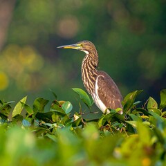 Heron perched amidst lush green foliage, sunlit with soft bokeh