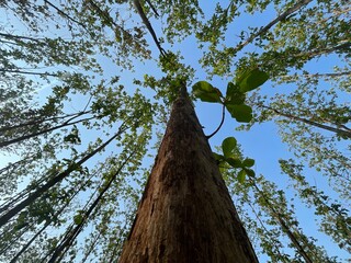 High economic value, strong and durable wood, teak forests are important for community welfare,...