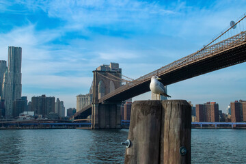 Simp&aacute;tica gaviota posada en un poste de madera en Brooklyn Bridge Park. Al fondo Manhattan y el ic&oacute;nico puente de Brooklyn que conecta con Manhattan en Nueva York, USA. 11 11 2019.