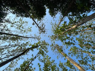 High economic value, strong and durable wood, teak forests are important for community welfare, carbon sequestration, and land conservation, as well as the health benefits of its leaves.