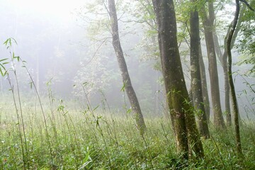 霧に包まれる森