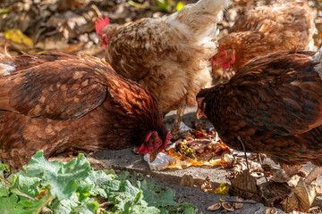 Free range poultry with healthy diet