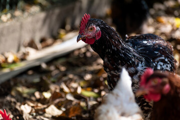 Free range poultry with healthy diet