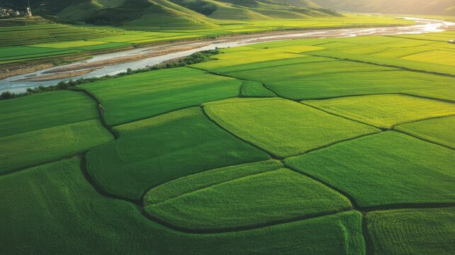 Vibrant green rice paddies divided by earthen dikes under sunlight
