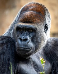 Obraz premium Close-up of a silverback gorilla, focused with attentive expression