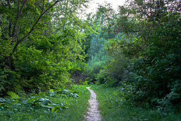 Obraz premium Empty peaceful forest path through lush greenery. Beautiful green trees and a well-trodden path. Explore a tranquil forest path lined with lush greenery and tall trees