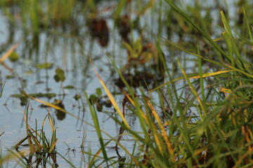 ruddy darter dragonfly mating in flight in wetlands, Sympetrum sanguineum; Libellulidae. Czech...