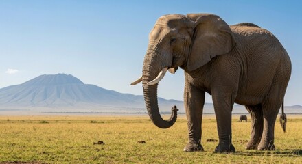 Obraz premium A majestic elephant stands on a grassy plain with a mountain and blue sky backdrop
