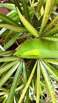 Ulat or caterpillars on green plants in the garden