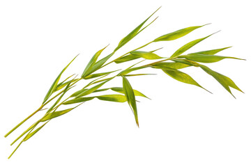 Obraz premium Green bamboo leaves and stem isolated on transparent background.