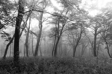 霧に包まれる森