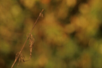 A soft, blurred background with warm orange tones. The background features a gentle gradient and bokeh effect, highlighting the orange color. Autumn foliage background, autumn aesthetic.
