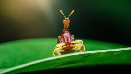 Giraffe weevil insect showing unique long neck and antennae