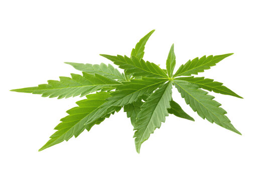 Green cannabis leaf isolated on transparent background. Cannabis or hemp or marijuana green fresh leaf isolated white background.