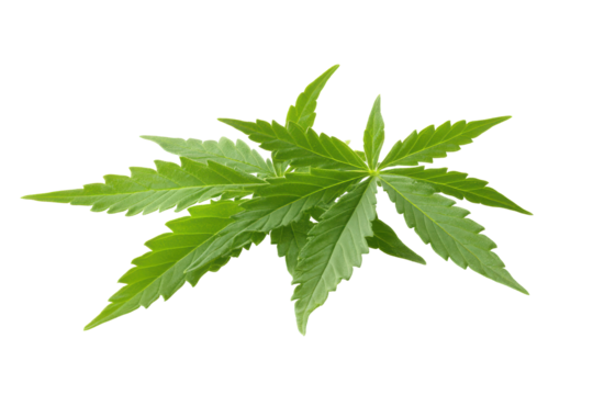 Green cannabis leaf isolated on transparent background. Cannabis or hemp or marijuana green fresh leaf isolated white background.