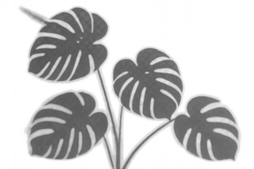 Black shadow from the leaves of a monstera plant on a white background, template, background, empty space