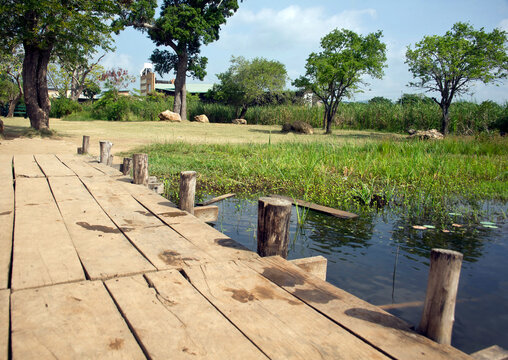 Walk the plank! A wide-angle view of a rustic wooden boardwalk extending over the water's edge in a serene Sri Lankan park or lake area.