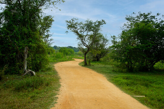 The path less traveled. A winding, sandy dirt road carves its way through the dense, vibrant tropical scrubland and trees, hinting at the adventure ahead