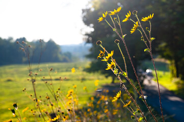 Tall black-eyed Susans reaching into the bright afternoon sunlight in Cades Cove, Great Smoky Mountains, Tennessee