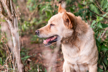 Beautiful profile portrait of a golden-colored dog sitting outdoors in the forest. It pants contentedly with eyes slightly closed, enjoying the moment. Natural background.

