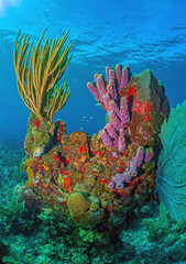 Caribbean coral garden, Roatan Honduras
