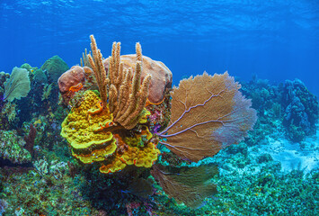 Caribbean coral garden, Roatan Honduras