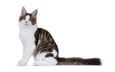 Maine Coon cat kitten sitting up side ways, showing long tail. Looking towards camera. Isolated on a white background